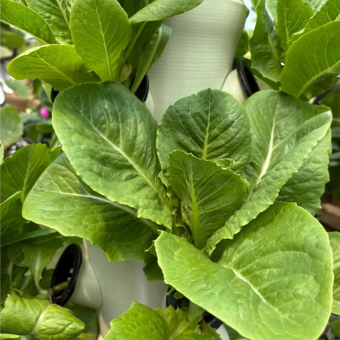 ClickFit Outdoor Hydroponic Tower - Stack Gardens